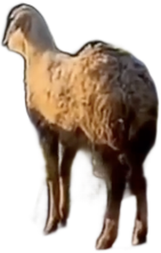 Sheep sticker preview